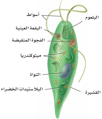 كائن حي دقيق